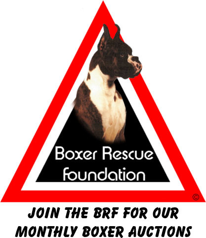 boxer rescue